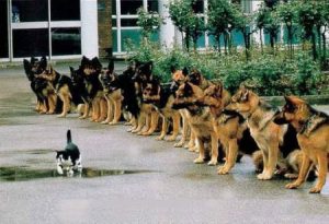 cat_police_dogs